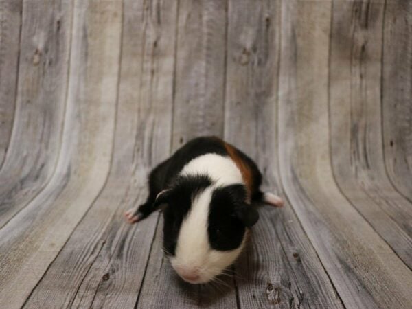 American Guinea Pig-GUINEA PIG-Female--26876-Petland Racine, Wisconsin