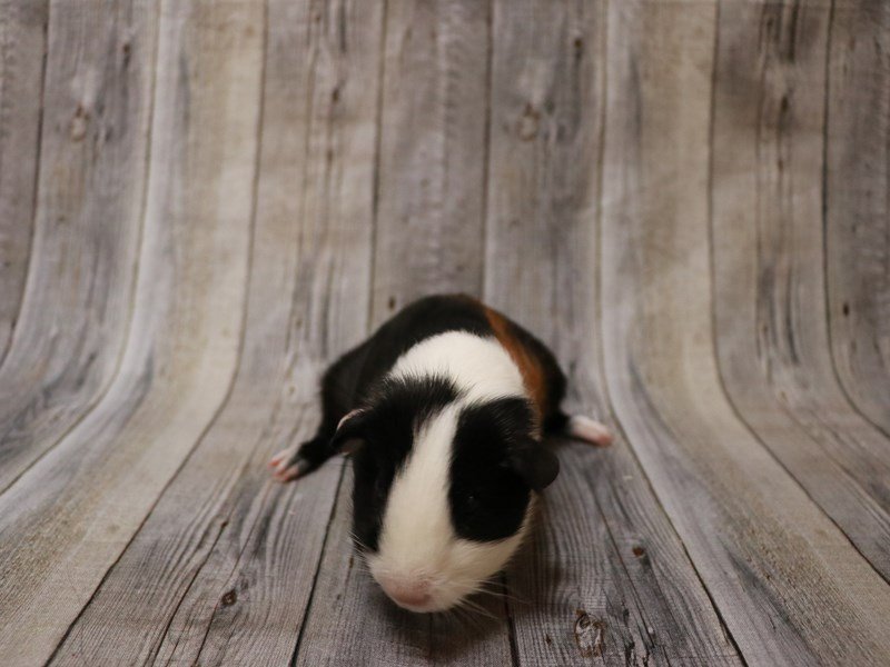American Guinea Pig