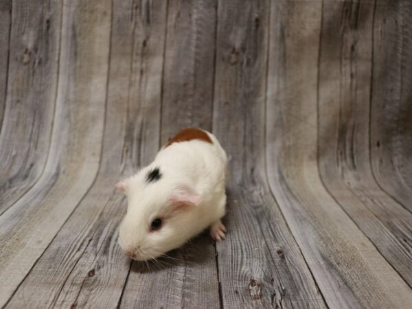 American Guinea Pig GUINEA PIG Female 26877 Petland Racine, Wisconsin