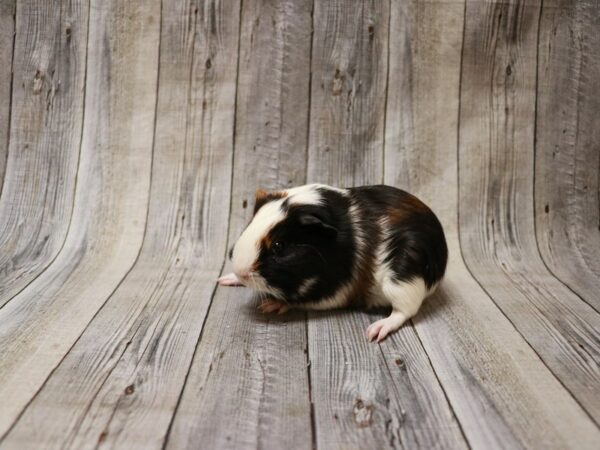 American Guinea Pig GUINEA PIG Female 26878 Petland Racine, Wisconsin