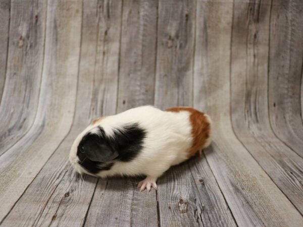 American Guinea Pig-GUINEA PIG-Female--26875-Petland Racine, Wisconsin