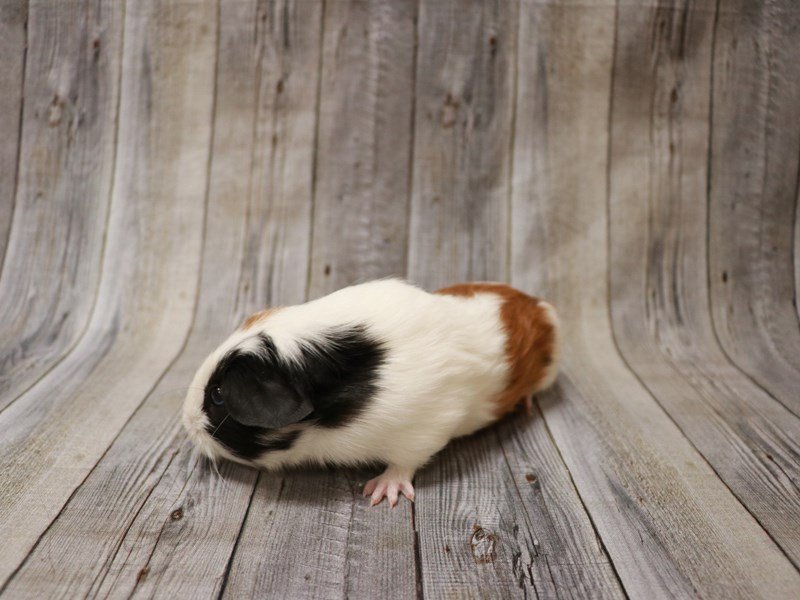 American Guinea Pig