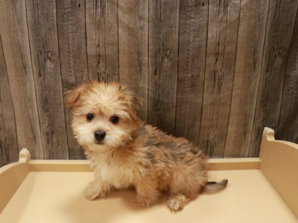 SilkyChon-DOG-Male-Sable-26935-Petland Racine, Wisconsin