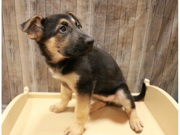 German Shepherd Dog DOG Female Black / Tan 26934 Petland Racine, Wisconsin