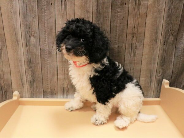 Cavapoo DOG Female Black 26932 Petland Racine, Wisconsin