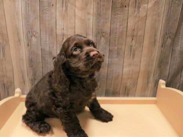 Cocker Spaniel DOG Male Chocolate 26931 Petland Racine, Wisconsin