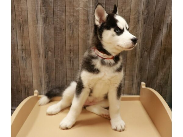 Siberian Husky-DOG-Female-Black / White-26929-Petland Racine, Wisconsin