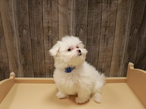 Maltese DOG Male White 26927 Petland Racine, Wisconsin