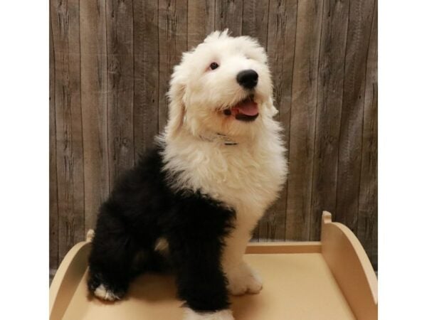 Old English Sheepdog DOG Male Black / White 26925 Petland Racine, Wisconsin