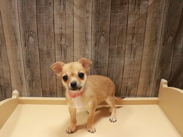 Chihuahua DOG Female Red Fawn 26924 Petland Racine, Wisconsin