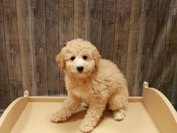 Mini Goldendoodle 2nd Gen DOG Female Buff 26923 Petland Racine, Wisconsin