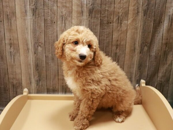 Mini Goldendoodle 2nd Gen DOG Male Golden 26922 Petland Racine, Wisconsin