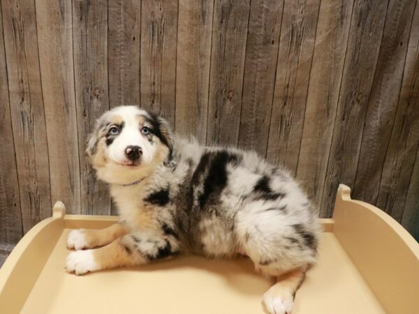 Miniature Australian Shepherd-DOG-Male-Blue Merle / White-26921-Petland Racine, Wisconsin