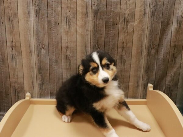 Miniature Australian Shepherd-DOG-Female-Tri-Colored-26920-Petland Racine, Wisconsin