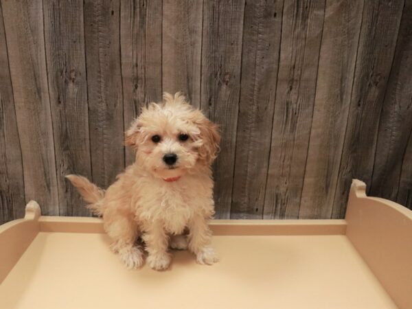 Bichonpoo DOG Female Apricot 26919 Petland Racine, Wisconsin