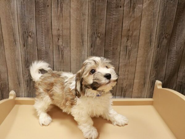 Havanese DOG Male Brown / White 26918 Petland Racine, Wisconsin