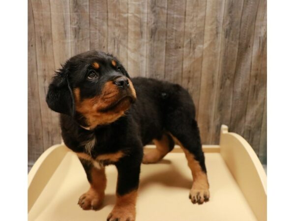 Rottweiler DOG Male Black / Tan 26917 Petland Racine, Wisconsin