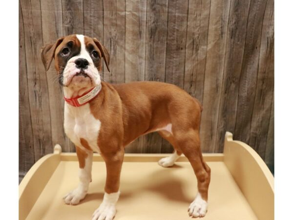 Boxer DOG Female Mahogany / White 26916 Petland Racine, Wisconsin