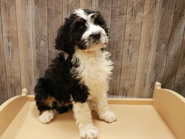 Bernadoodle DOG Male Black / White 26915 Petland Racine, Wisconsin