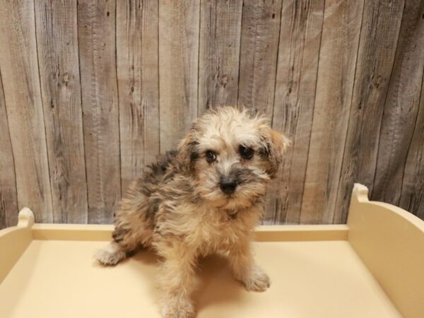 Schnoodle DOG Female Sable 26914 Petland Racine, Wisconsin