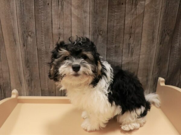 Havapoo DOG Male Black / White 26913 Petland Racine, Wisconsin