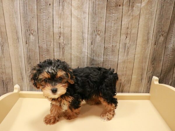 Yorkiepoo DOG Female Sable 26909 Petland Racine, Wisconsin