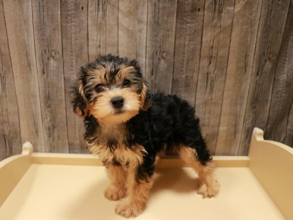 Yorkiepoo DOG Male Sable 26907 Petland Racine, Wisconsin