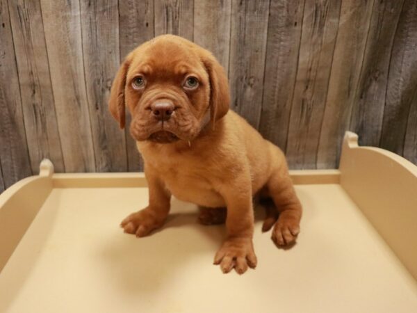 Dogue de Bordeaux DOG Male RED 26911 Petland Racine, Wisconsin