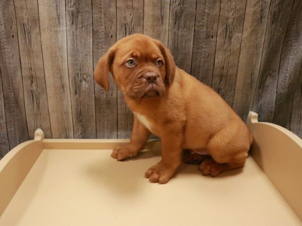 Dogue de Bordeaux DOG Male RED 26912 Petland Racine, Wisconsin