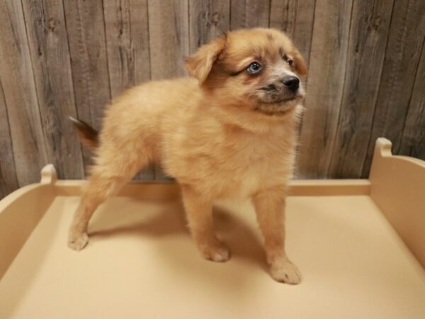 Miniature Australian Shepherd/Pomeranian-DOG-Female-Light Red-26977-Petland Racine, Wisconsin