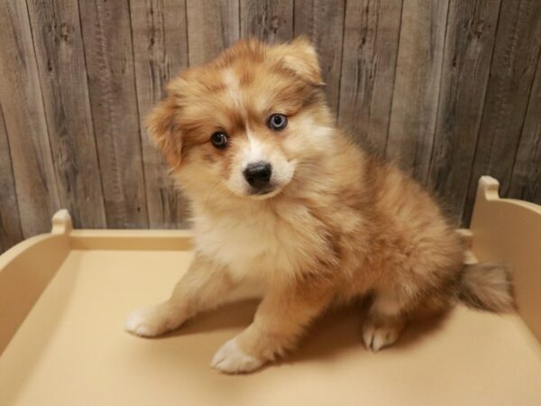 Miniature Australian Shepherd/Pomeranian-DOG-Female-Sable-26976-Petland Racine, Wisconsin