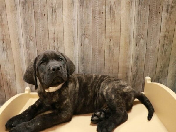 English Mastiff DOG Male BRINDLE 26972 Petland Racine, Wisconsin