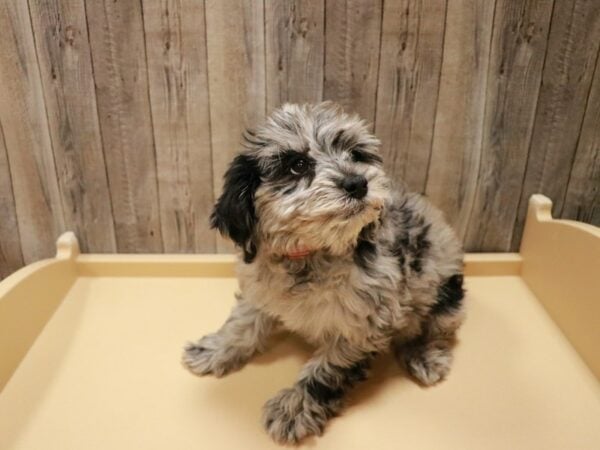 Schnoodle DOG Female Blue Merle 26971 Petland Racine, Wisconsin