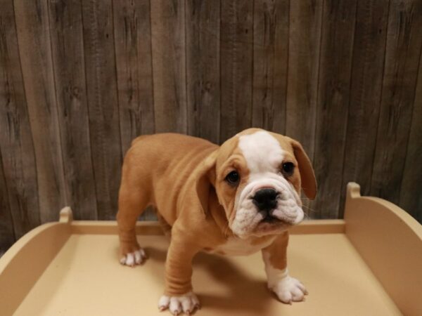 Bulldog DOG Female Fawn 26970 Petland Racine, Wisconsin