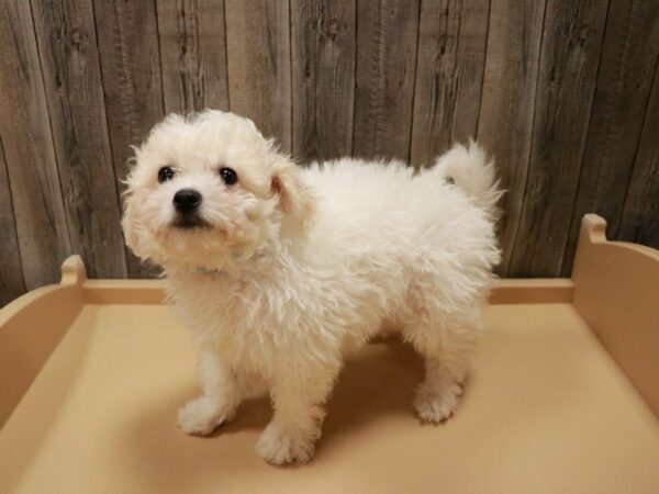 Bichonpoo DOG Male White / Cream 26969 Petland Racine, Wisconsin