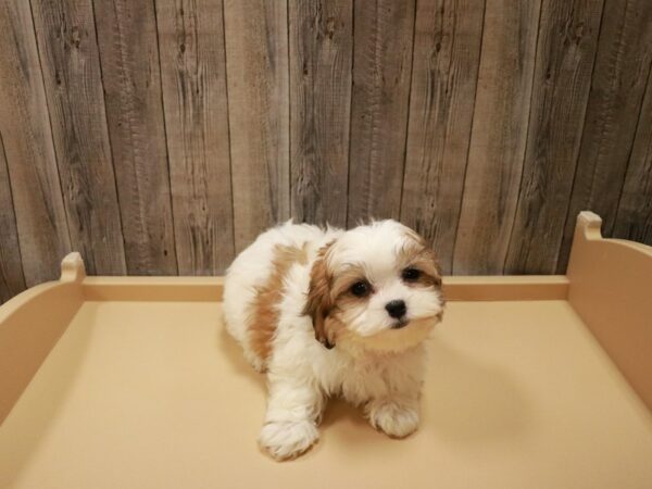 Teddy Bear DOG Female Sable / White 26968 Petland Racine, Wisconsin