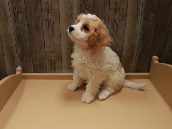 Cavachon-DOG-Female-Blenheim-26967-Petland Racine, Wisconsin