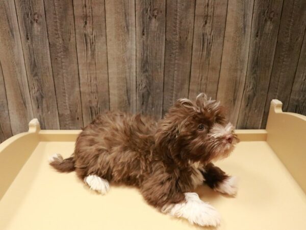 Havanese DOG Male Chocolate 26966 Petland Racine, Wisconsin