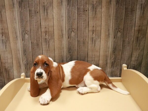 Basset Hound DOG Female Red / White 26965 Petland Racine, Wisconsin