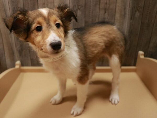 Shetland Sheepdog DOG Female Sable / White 26963 Petland Racine, Wisconsin