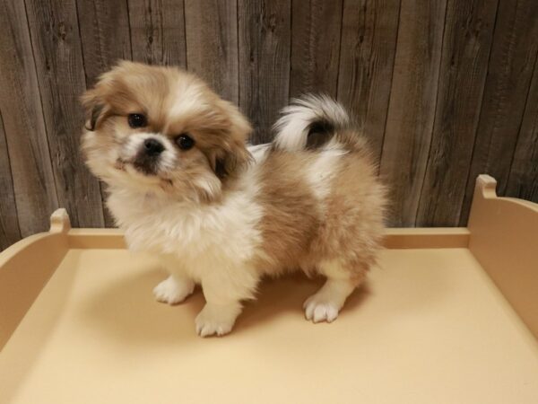 Pekingese DOG Male Brown / White 26962 Petland Racine, Wisconsin