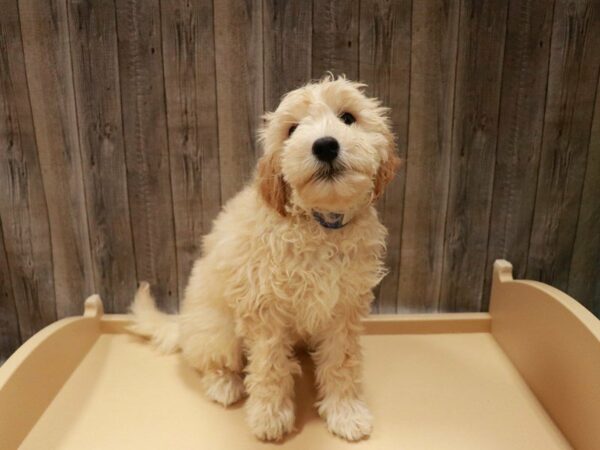 Goldendoodle Mini 2nd Gen-DOG-Male-Apricot-26960-Petland Racine, Wisconsin