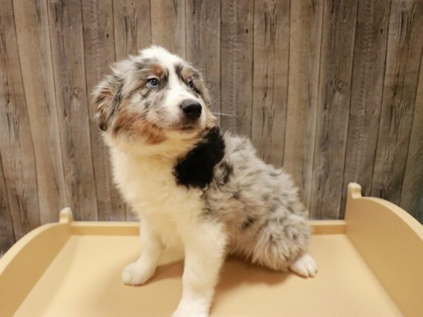 Miniature Australian Shepherd-DOG-Male-Blue Merle / White-26957-Petland Racine, Wisconsin