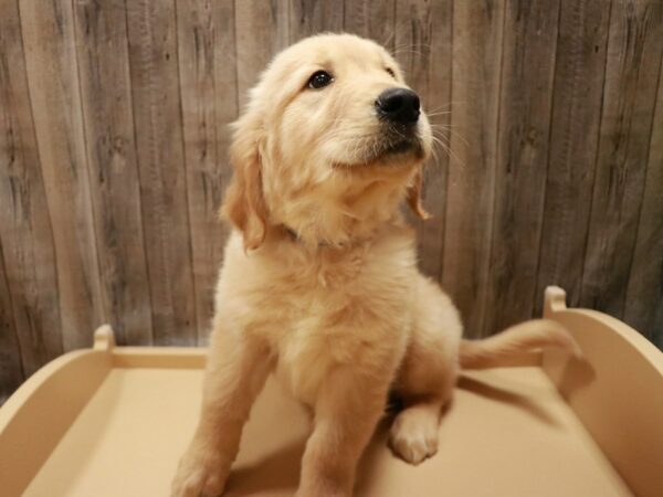Golden Retriever-DOG-Male-Golden-26955-Petland Racine, Wisconsin