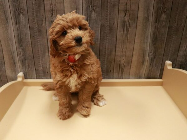 Mini Goldendoodle 2nd Gen-DOG-Female-Red-26954-Petland Racine, Wisconsin