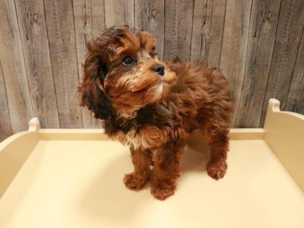 Cavapoo-DOG-Female-Red Sable-26953-Petland Racine, Wisconsin