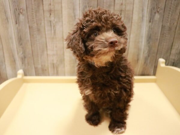 Cock A Poo-DOG-Male-Chocolate-26952-Petland Racine, Wisconsin