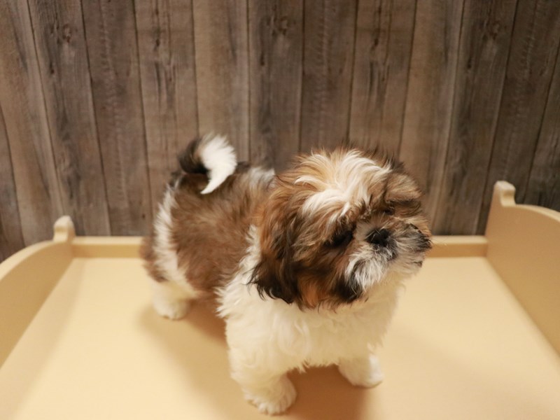 Shih Tzu