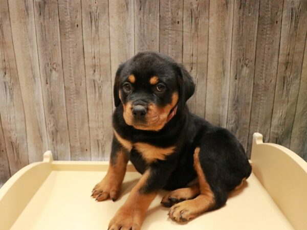 Rottweiler DOG Female Black / Tan 26947 Petland Racine, Wisconsin