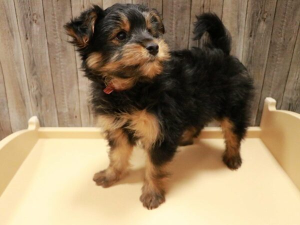 Pomeranian/Yorkshire Terrier-DOG-Male-Black / Tan-26946-Petland Racine, Wisconsin